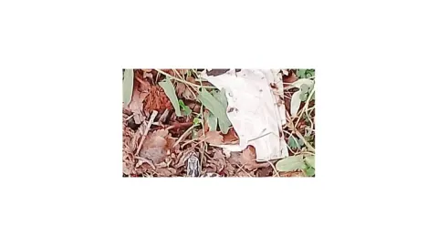 Ağrı Patnos'ta bahçede görülen yılan kaçtı, yaklaşık 1,5 metre olduğu öne sürüldü