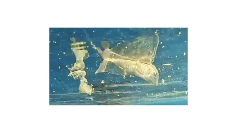 Akdeniz’de plastik kirliliği