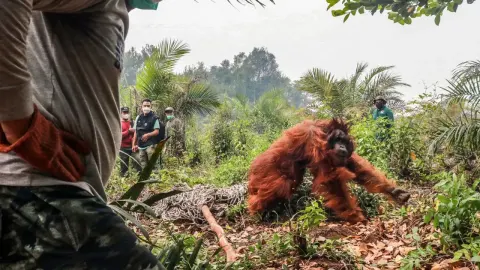 Endonezya'yı saran orman yangınlarında orangutanları kurtarmak için zamanla yarış