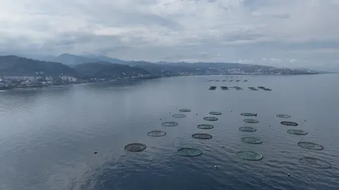 Karadeniz'in su ürünleri ihracatı 9 ayda 322 milyon doları aştı
