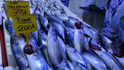 Palamut balıkçıları korkuttu "Önüne ne gelirse yiyor, Karadeniz'i bitirdi"