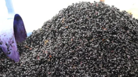 Tansiyon, şeker ve kolesterole iyi geliyormuş. Kurutularak çay gibi içiliyor