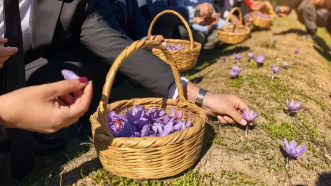 Tarlada yetişiyor, altınla yarışıyor! Kilosu 800 bin TL