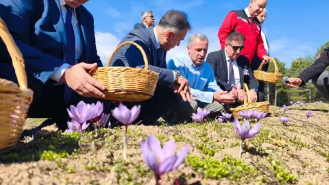 Tek tek toplanıp özenle kurutuluyor. Kilosu 800 bin TL